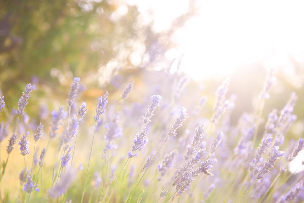 Lavanda Farm Apartmani Rakovica Dış mekan fotoğraf