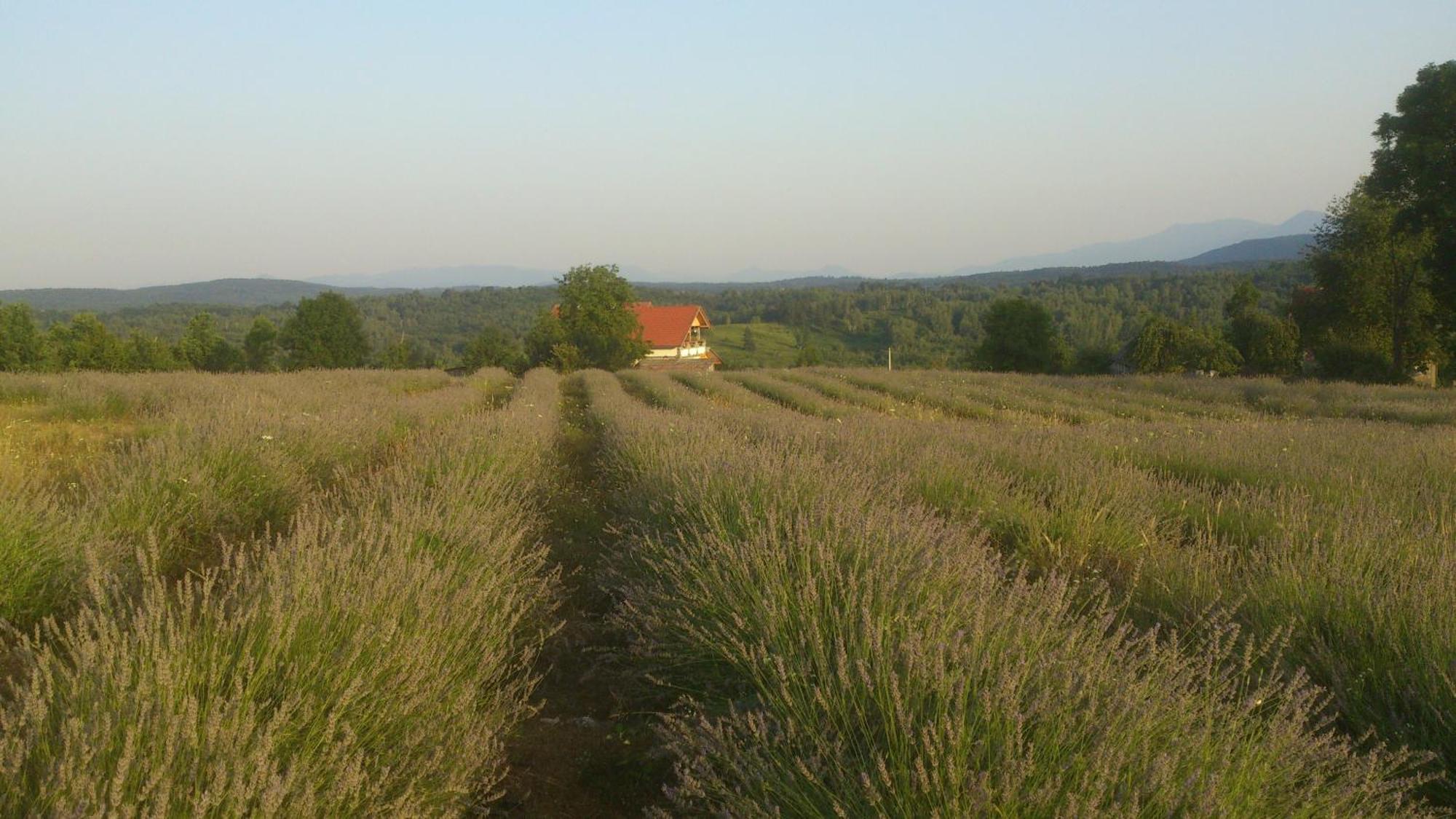 Lavanda Farm Apartmani Rakovica Dış mekan fotoğraf