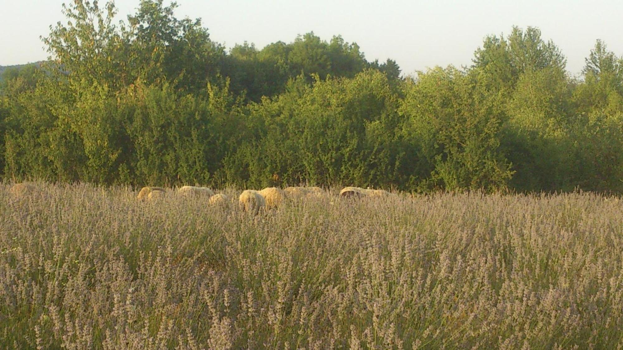 Lavanda Farm Apartmani Rakovica Dış mekan fotoğraf