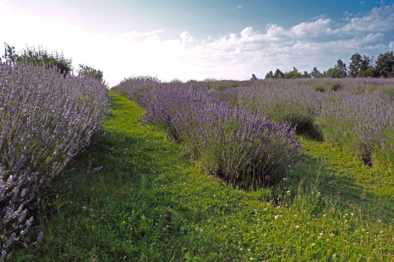 Lavanda Farm Apartmani Rakovica Dış mekan fotoğraf