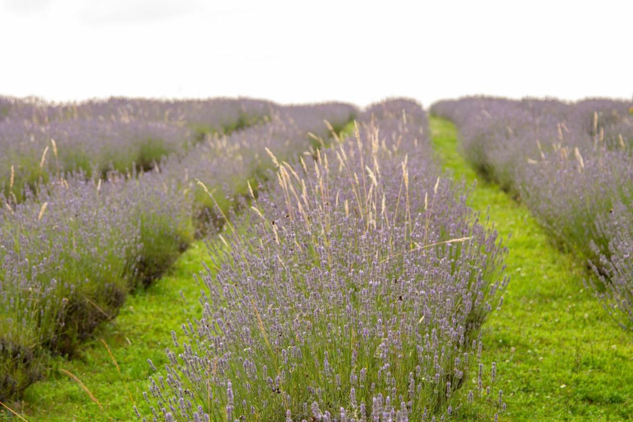 Lavanda Farm Apartmani Rakovica Dış mekan fotoğraf