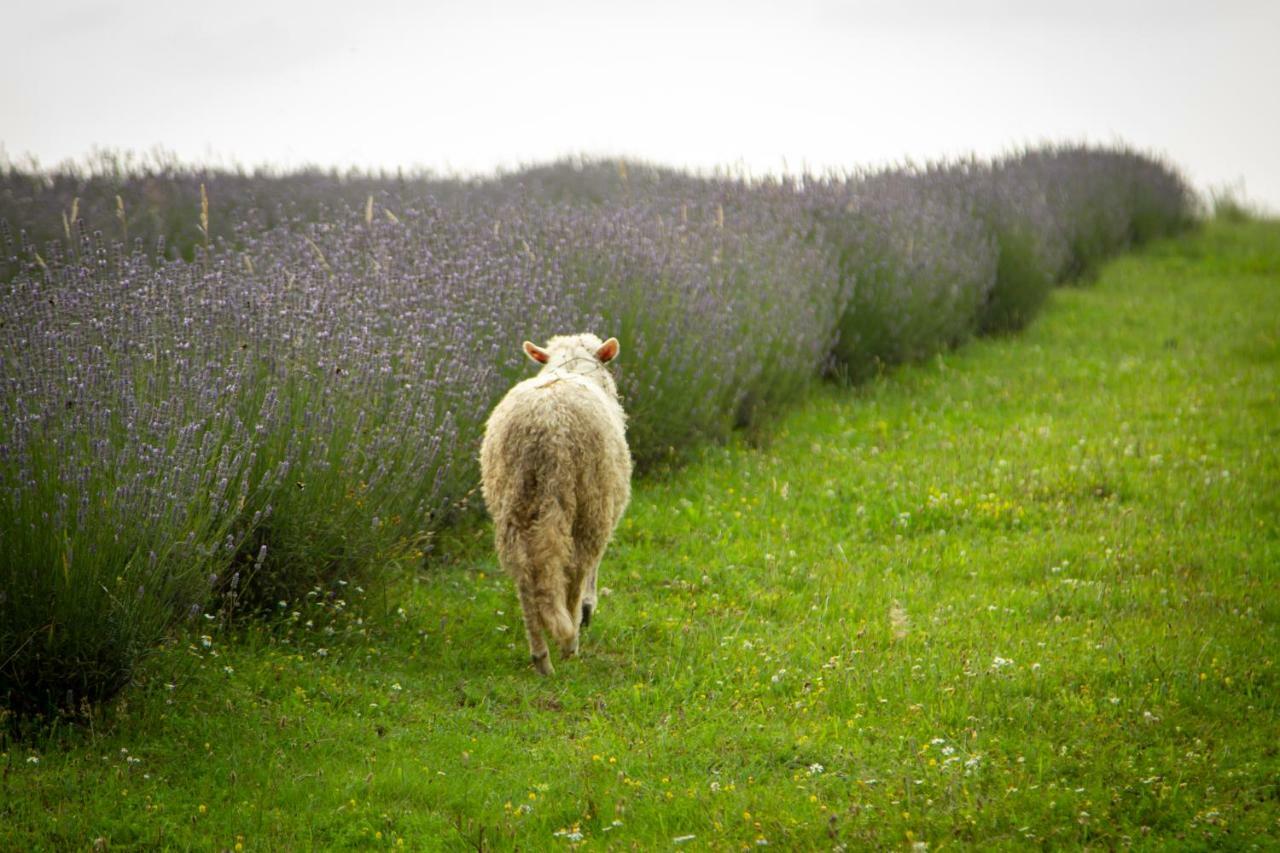 Lavanda Farm Apartmani Rakovica Dış mekan fotoğraf